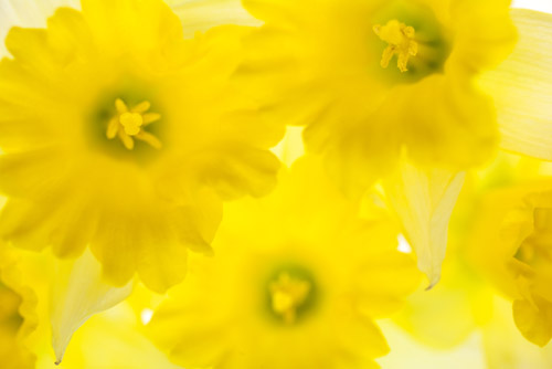 suggestion of daffodils
